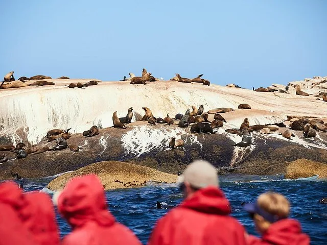 Tourists in red jackets on a boat observing a colony of seals on rocks.