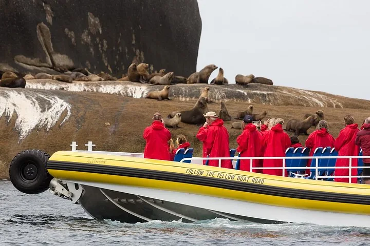 Pasajeros con chaquetas rojas en un barco amarillo observando lobos marinos en una costa rocosa.