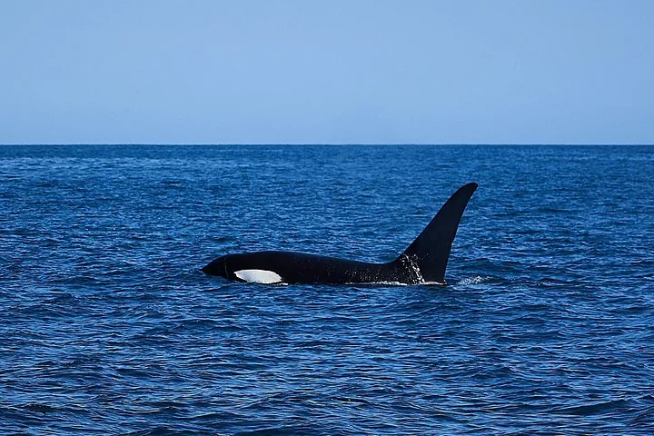 An orca swimming in the blue ocean with its dorsal fin clearly visible.